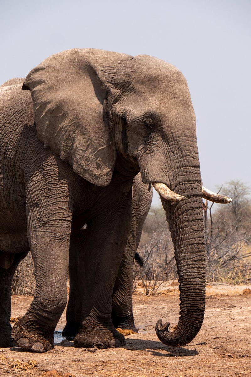 African Elephant